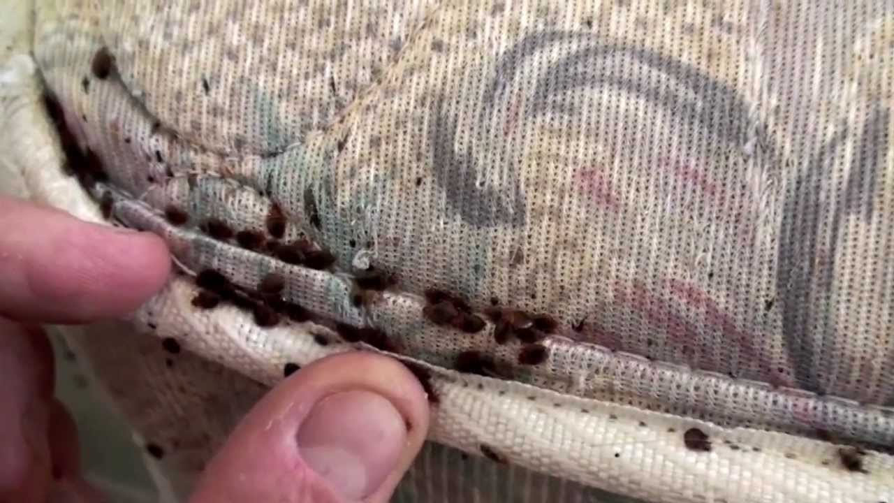 Cum arata plosnitele de lemn