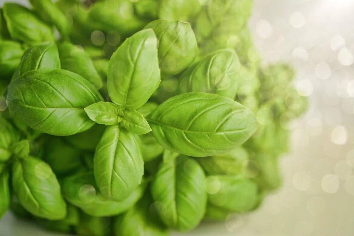 Plante impotriva daunatorilor
