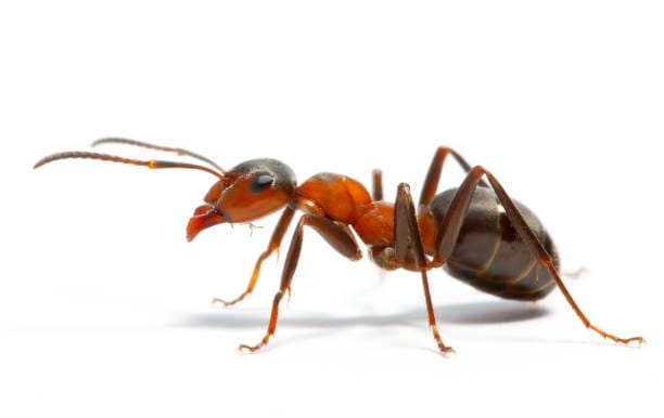 furnica are