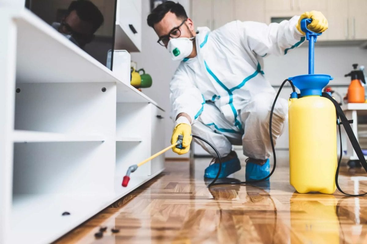 Servicii DDD Pitești – Protecție sigură pentru locuințe și firme